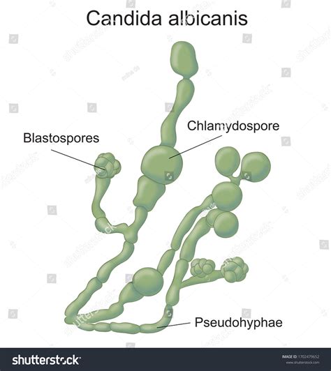 Candida Albicans Illustration On White Background: ภาพประกอบสต็อก 1702479652 | Shutterstock