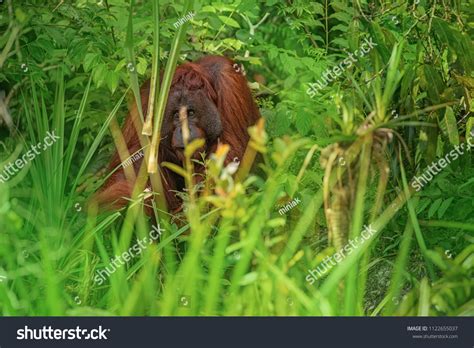 Strong Big Male Orangutan Orangutan His Stock Photo 1122655037 ...