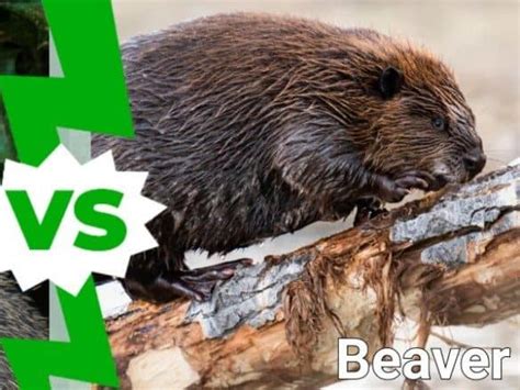 Woodchuck vs Beaver: 5 Key Differences