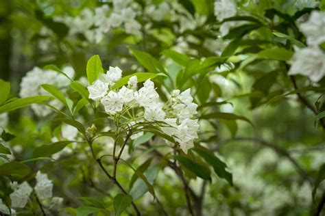 Mountain Lauren: Plant Care and Growing Guide