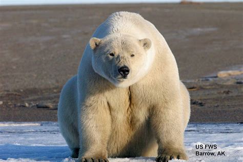 Barrow Alaska Polar Bear Attack at Jason Lindstrom blog