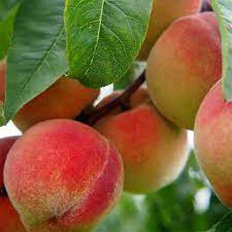 Plants Point Aloo Bukhara/Plum Plant Price in India - Buy Plants Point ...