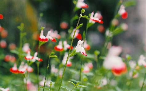Download wallpaper 1920x1200 flowers, plant, bloom, stalks, leaves ...