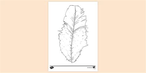 Small Feather Colouring Sheet (teacher made) - Twinkl