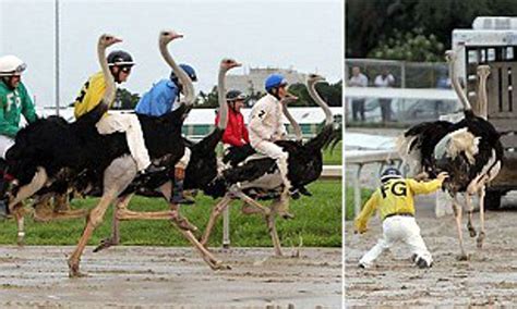 Ostrich Racing Saddle