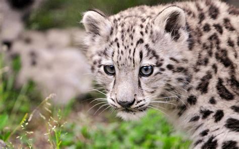Baby Snow Leopard Wallpaper Hd