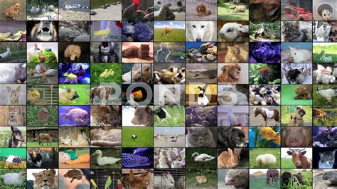 Wild Animal Collage A Wild Life For Wildlife – Gillie And Marc®