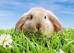 Image result for Rabbit in Spring