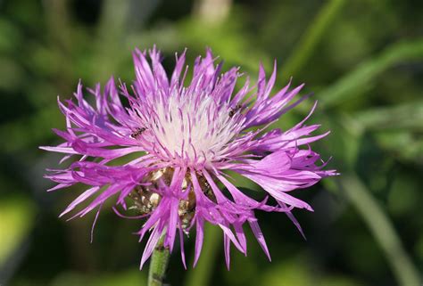 PERSIAN CORNFLOWER Seeds *FREE Shipping!* Fresh & Organic Centaurea ...