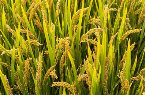 徽两优8601水稻的品种及产量