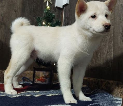 Finding Your Perfect Shiba Inu Puppy for Sale: A Comprehensive Guide