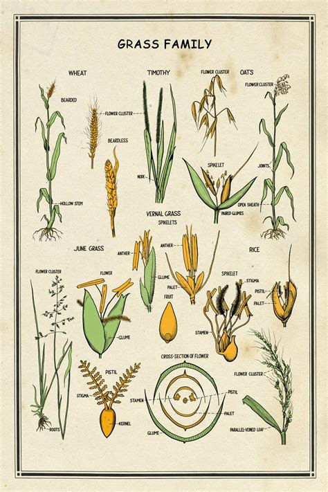 Grass Plant Family at Juliane Michaelis blog