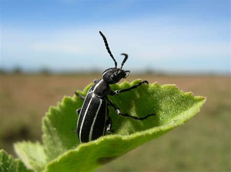 Blister Beetle (Meloidae) - Insect Week