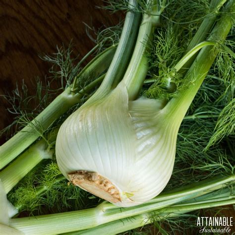 Fennel Vegetable
