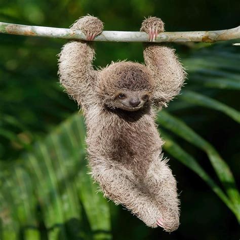 Little sloth, Costa Rica. | Cute baby sloths, Rainforest animals, Fun ...