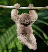 Image result for Cutest Baby Sloth