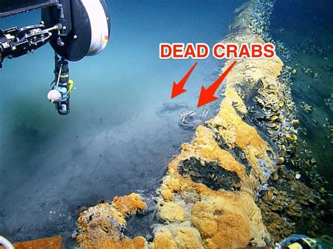 Scientists discovered an underwater lake of death called the 'Jacuz...