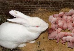 Image result for Bunny Having Babies