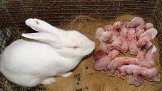 Image result for Found Baby Rabbit