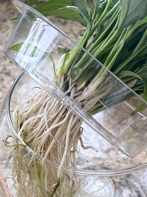 How to Transition a Peace Lily from Soil to Water Only - JayDeeMahs.com