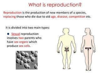 Image result for Video of How Humans Reproduce