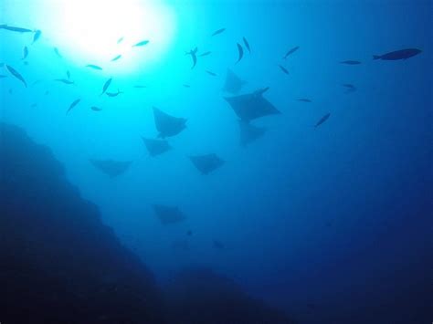 WOLF ROCK DIVE CENTRE - All You Need to Know BEFORE You Go 2026 (with ...