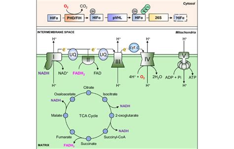 Image result for Define Flowchart and Algorithm
