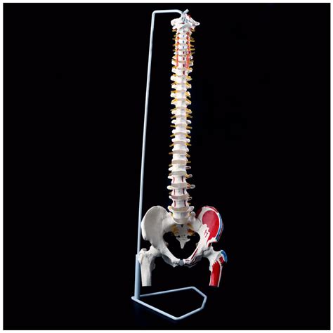 Buy 85 cm Spine Model with Muscle Origin and End Point, Flexible 1:1 ...