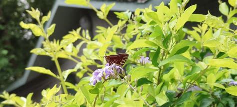 Cigaritis lohita himalayanus | Butterfly