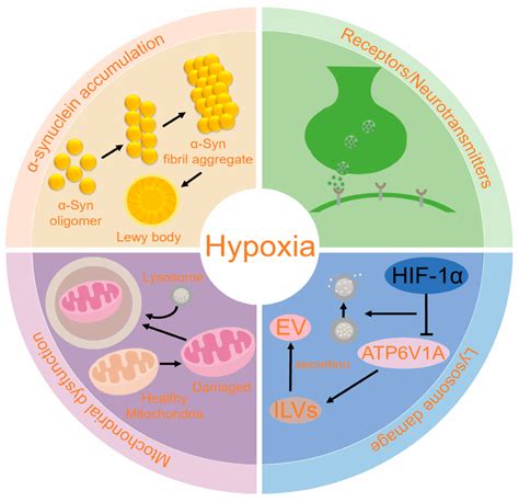 Hypoxia Pathways in Parkinson’s Disease: From Pathogenesis to ...
