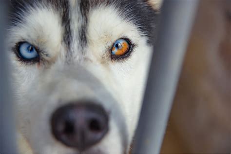 Husky Dog Color Eyes