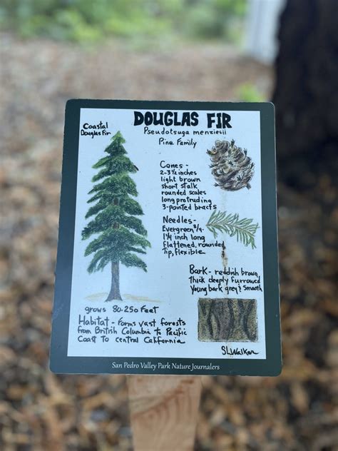 Tree Plaques Unveiled at San Pedro Valley Park | Support Parks in San ...