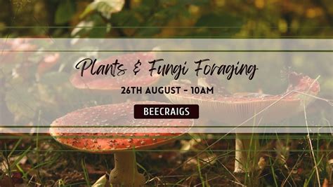 Plants and Fungi Foraging Walk, Beecraigs Country Park, Linlithgow, 26 ...
