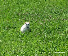 Image result for White Cat and Rabbit