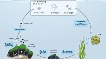 Image result for Grade 2 Module 4 Lesson 31 Homework