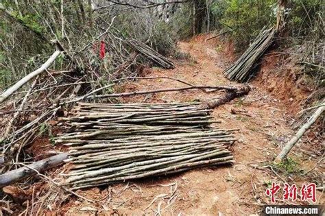 为赚钱补贴家用，阿琪跟老婆进山林挖山货卖，满满收获再辛苦也值【农村阿琪】