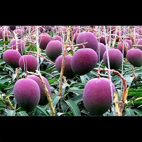 Rare Grafted Thai Purple Mango Living Plant Healthy & Fresh Most Expen ...
