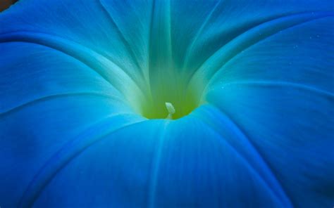 Download wallpaper 3840x2400 ipomoea, flower, macro, blue, petals 4k ...