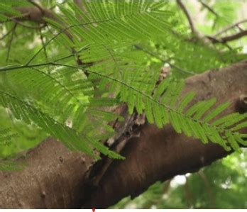 Delonix regia