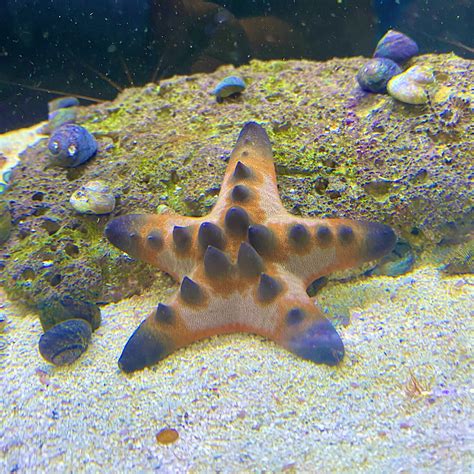 Chocolate Chip Starfish – New Wave Aquaria