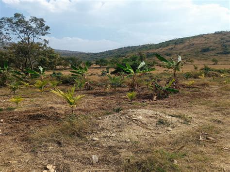 5 Acre Agricultural/Farm Land for Sale in Malavalli, Mandya - by My ...