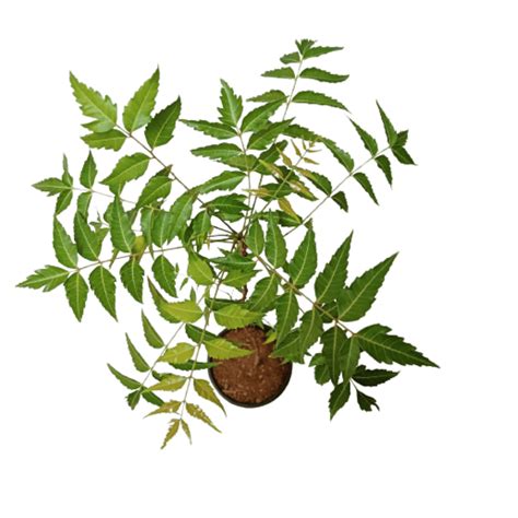 Neem Tree – ManBhawan Nursery