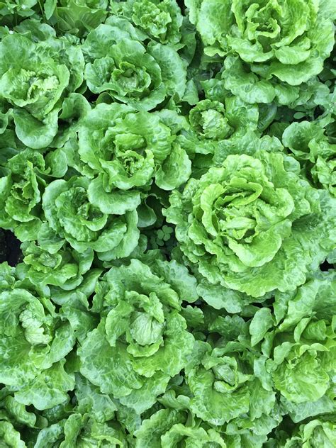 Free Images : field, herb, produce, vegetables, groundcover, savoy ...