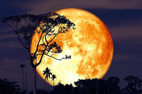 25 Facts About Maame Ewusi-Mensah Frimpong - Facts.net