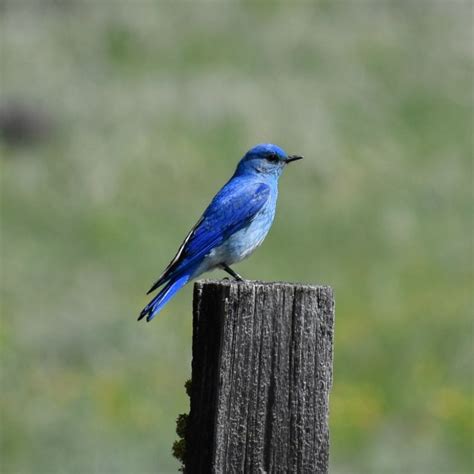 Image result for Arizona Insurance License