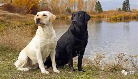 拉布拉多犬人气高 第28年蝉联美国最受欢迎犬种 - 南洋视界