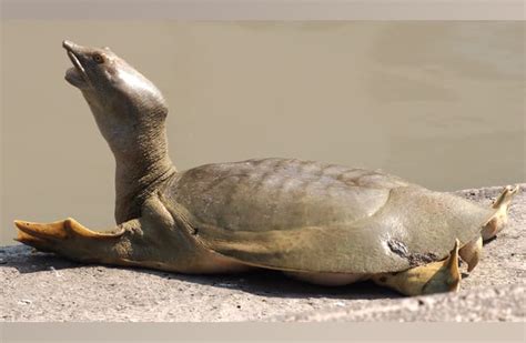 Fastest Softshell Turtle 的图像结果