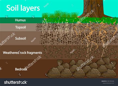Soil Layers Diagram Layer Soil Soil: Stock-Vektorgrafik (Lizenzfrei ...