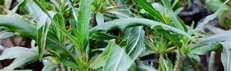 Gachwala Kulekhara Plant Leaves – 20 to 25 Fresh Stem Cuttings ...