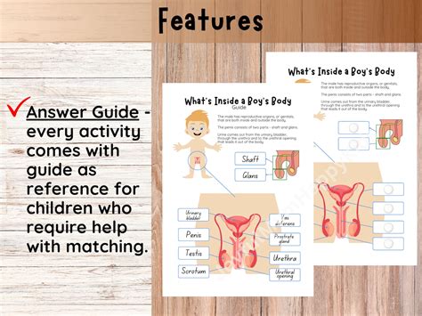 Male Reproductive System Toddler Busy Book Human Anatomy Private Parts ...